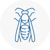 Taverham Wasp Nest Removal